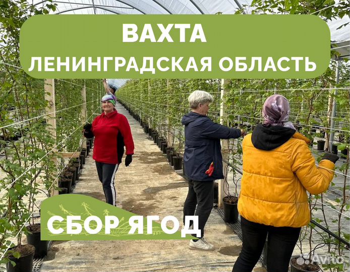 Сотрудник на сбор ягод