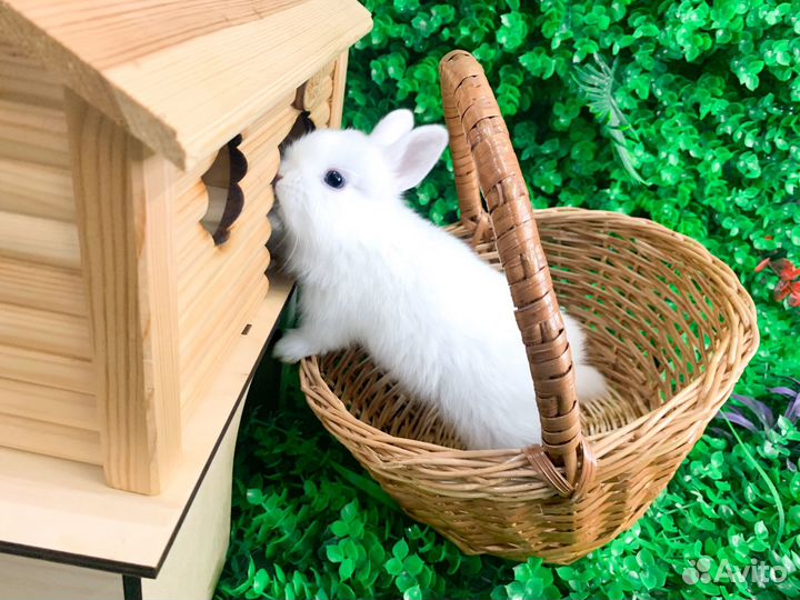 Карликовый кролик - Гермелин