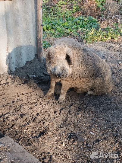 Венгерская мангалица