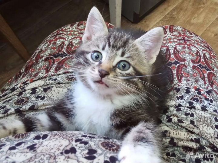 Кошки в добрые руки бесплатно