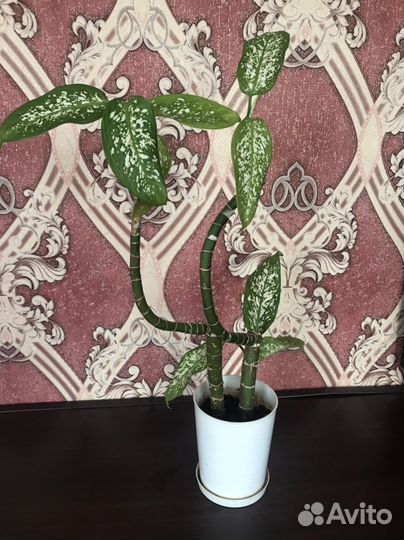 Диффенбахия