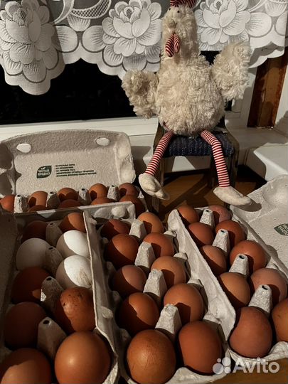 Яйцо домашнее