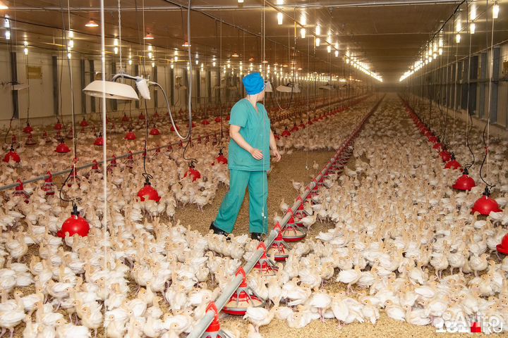 Вахта в Перми с жильем.Рабочие по содержанию птицы