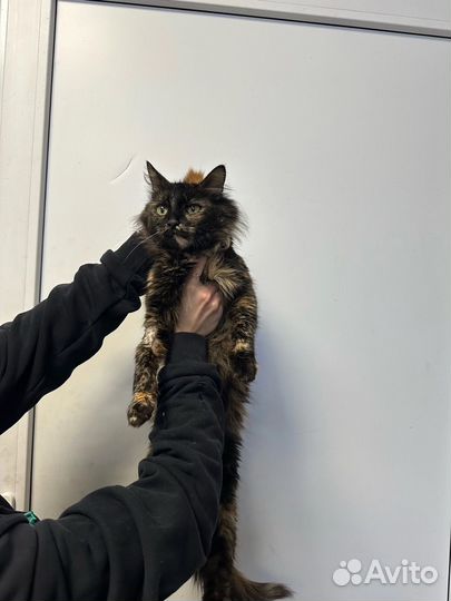 Коты, кошки, котята