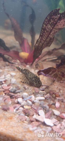 Сомики анциструсы