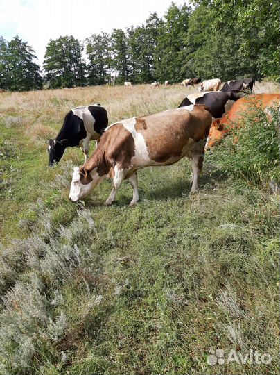 Коровы телка