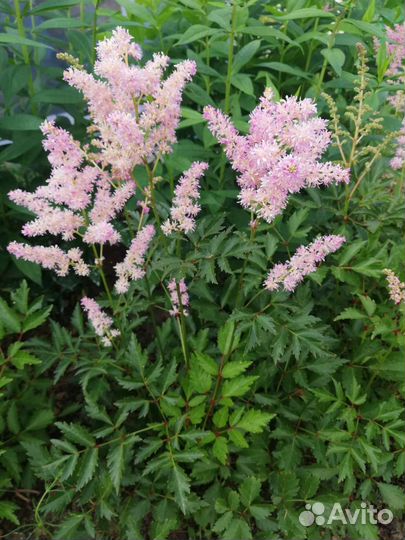 Астильба, саженцы