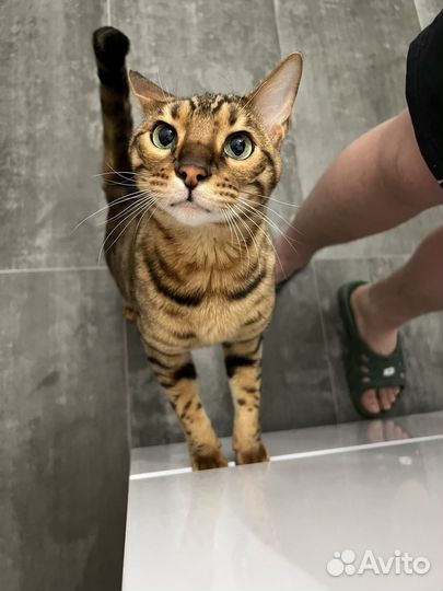 Бенгальский кот в добрые руки