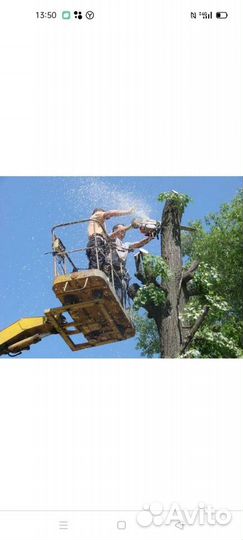 Спилка деревьев