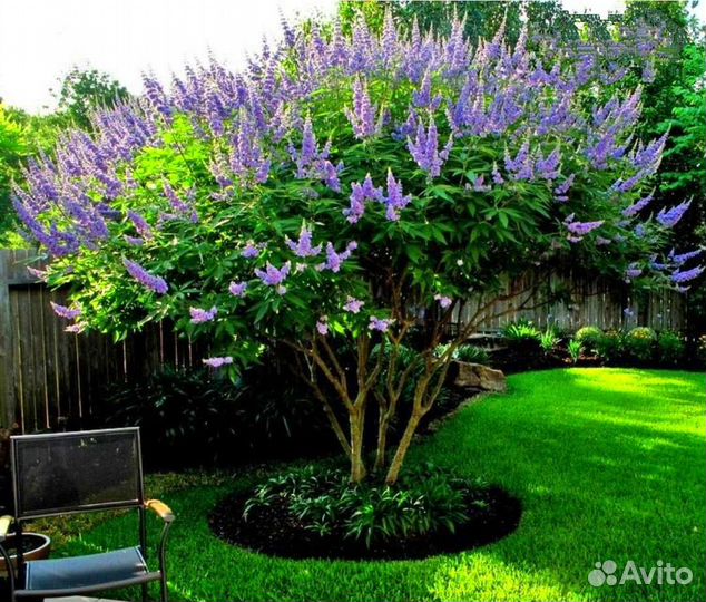 Витекс священный