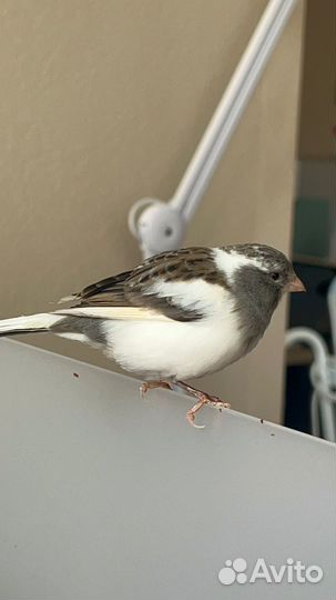 Найден Амадин Японский