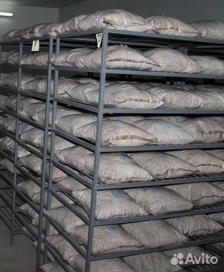 Мицелий вешенки И опенка