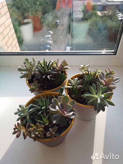 Суккуленты