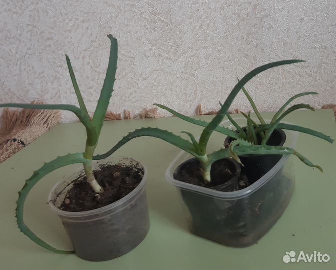 Алоэ (столетник)