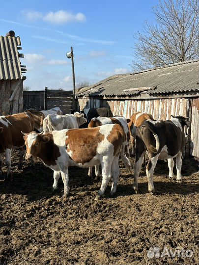 Телки и коровы