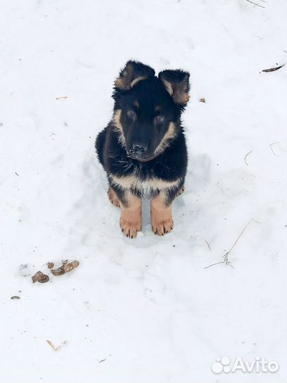 Черная немецкая овчарка