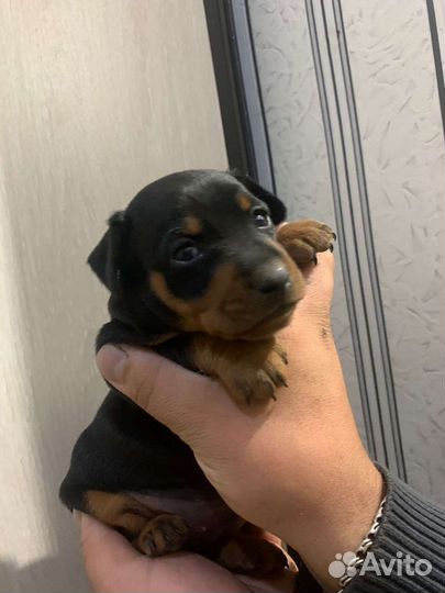 Щенки цвергпинчера