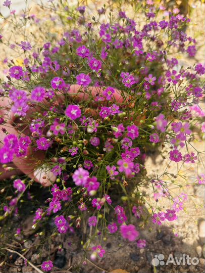 Растения для сада : Гипсофила ползучая, Лаванда