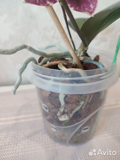 Орхидея фаленопсис детка