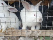 Кролики мясных покарод