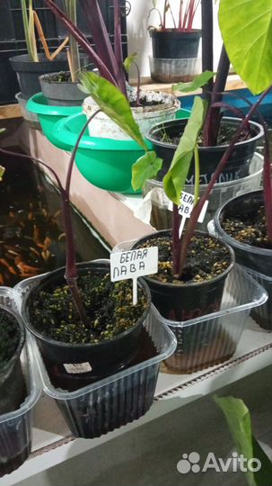 Колоказия Белая Лава