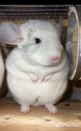 Шиншилла белый Вильсон девочка