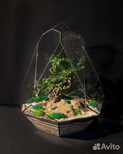 Флорариум с бонсаем