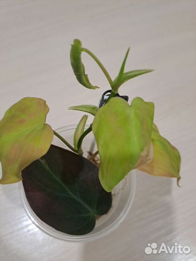 Филодендрон миканс вариегатный