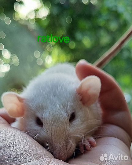 Крысята от ratlove,снежинка кудряшка