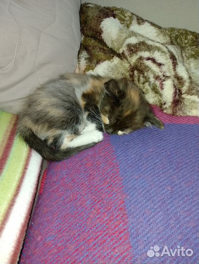 Отдам в хорошие руки котенка (кошка)