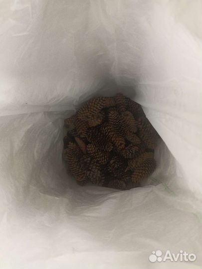 Шишки сосновые и еловые