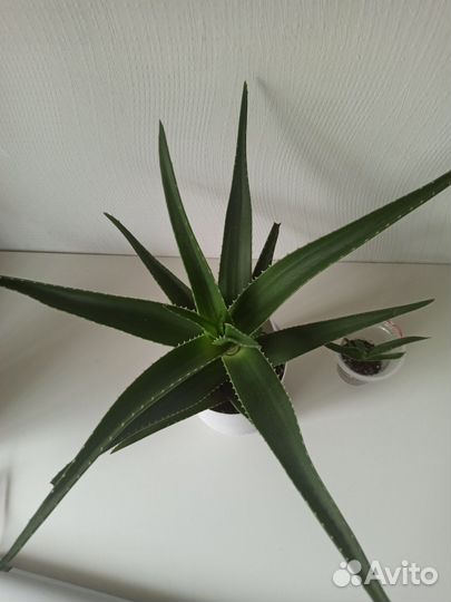 Алоэ сортовой