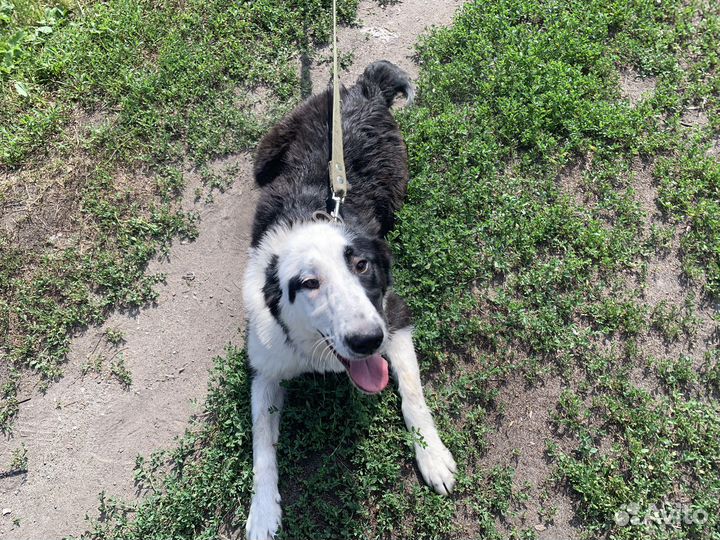 Найдена собака