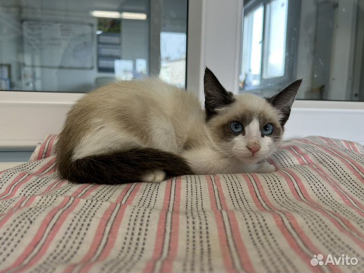 Котенок девочка в квартиру