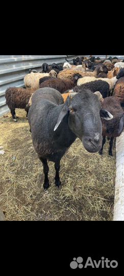 Мясо баранина халяль свежая