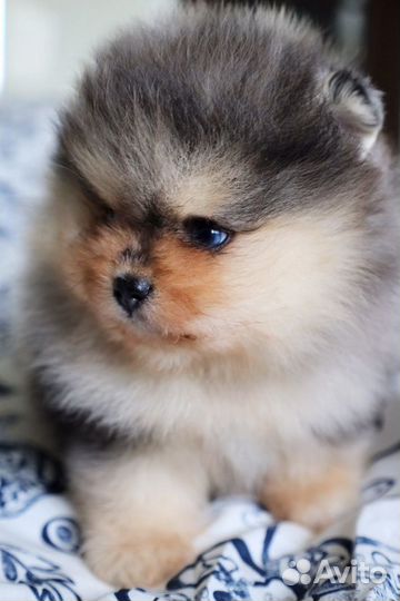 Померанский Шпиц окрас голубой мрамор