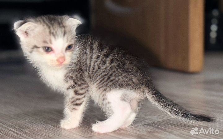 Отдам котенка в добрые руки