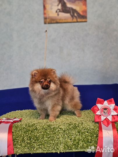 Померанский шпиц девочка