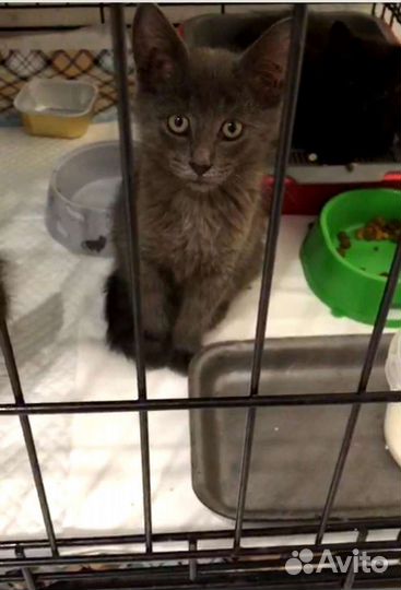 Котик в добрые руки