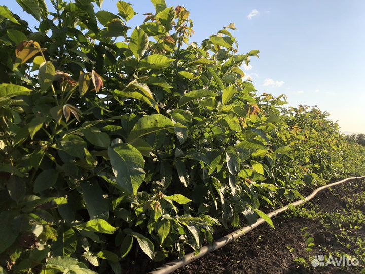 Саженец грецкого ореха