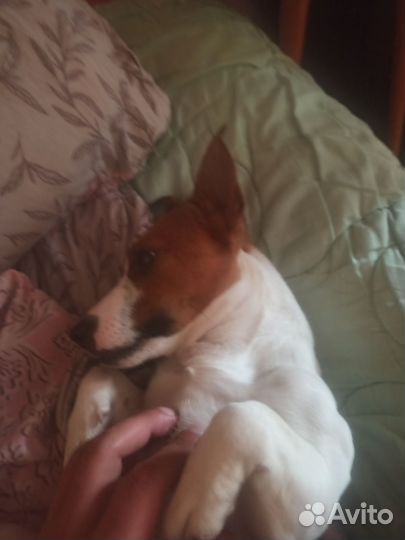 Джек рассел