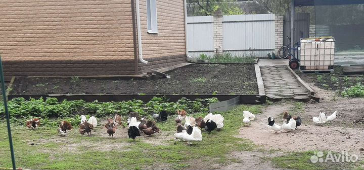 Продажа голубей. Павлины