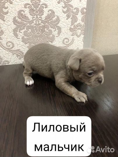 Чихуахуа