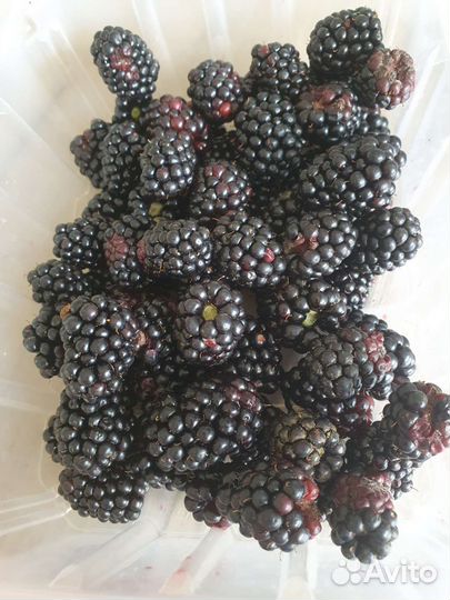 Ежевика ягода