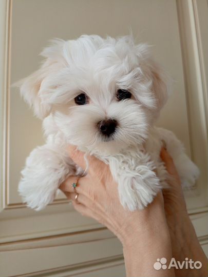 Мальтийская болонка мальчик