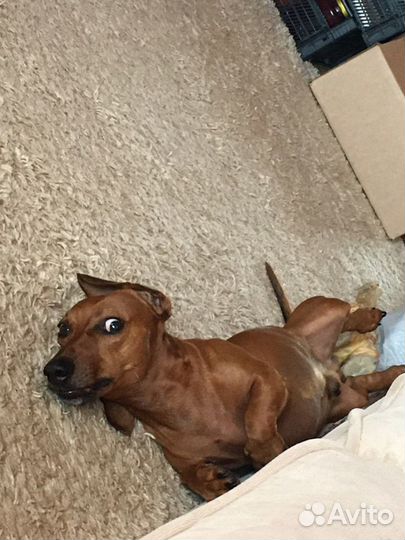 Такса вязка