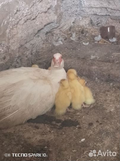 Утка с утятами