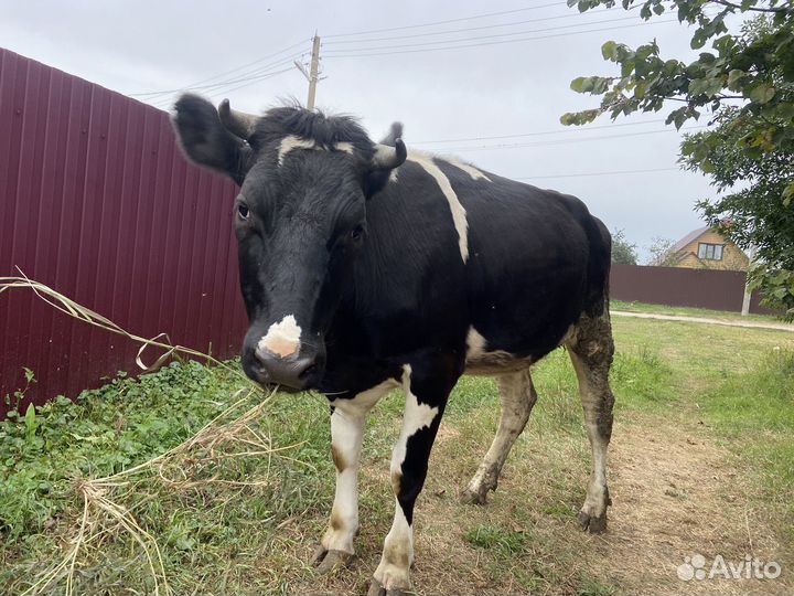 Бычек и телка