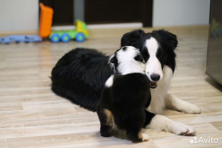 Бордер-колли