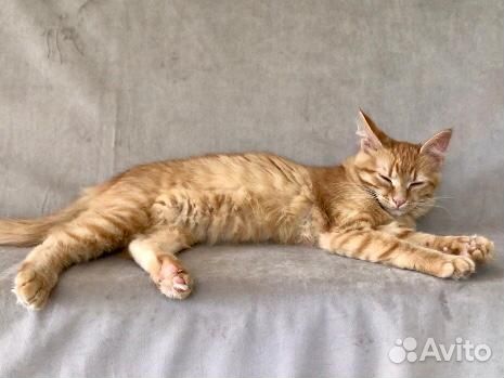 Рыжий котенок девочка